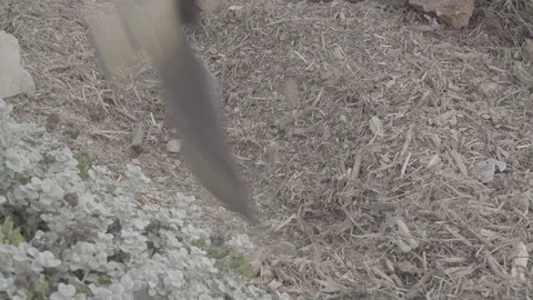 Man digging with hoe Stock Footage 82231584