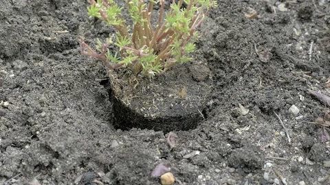 Man digging a hole in the ground to put a plant Stock Footage 77446270