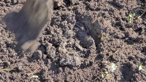 Man digging holes with spade Stock Footage 83954473