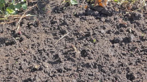 Man digging holes with spade Video stock 83954481