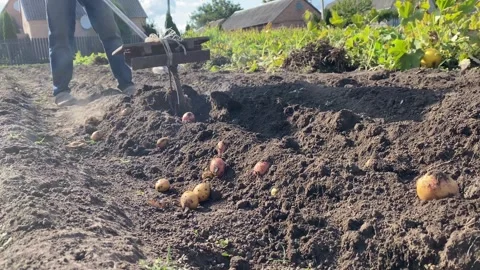 Man Digging Potatoes with Hand Plow Stock Footage 315362949