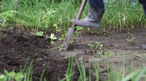 Man digging shovel in the garden Stock Footage 63063398