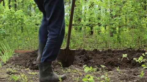 Man digging shovel in the garden Stock Footage 63063942