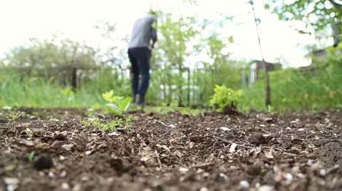 Man digging shovel in the garden Stock Footage 63064362