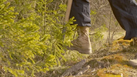 Man digging a small fir tree Stock Footage 129141403
