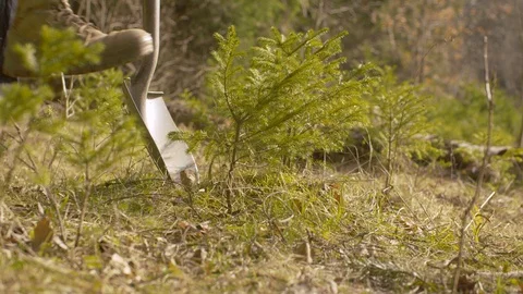 Man digging a small fir tree Stock Footage 129142301
