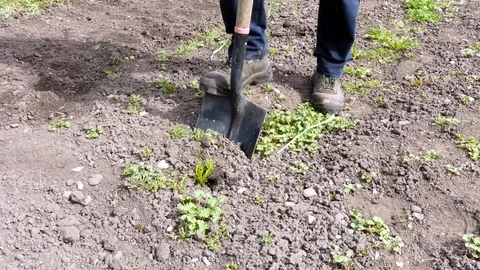 Man digging  the soil  in the garden Stock Footage 88497887