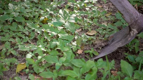 Man is digging the soil with hoe. Stock Footage 103247185