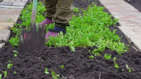 Man digging the soil with a shovel for future plantings in the garden Stock Footage 346122101