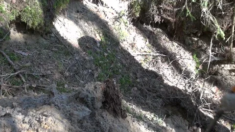 A man digging something in the forest Stock Footage 239735400