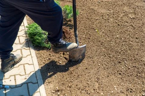 Man is digging spring soil with spading fork. Work in a garden Stock Photos