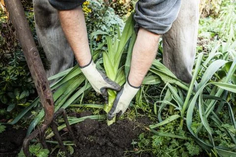 Man digging up vegetables in garden Stock Photos