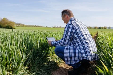 A man with a digital tablet in his hands in a rye field. The farmer inspects the Stock Photos