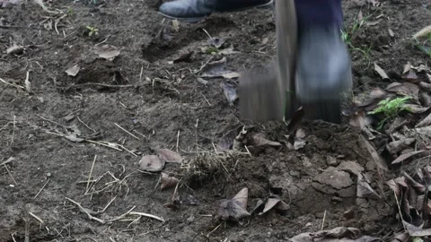 A man digs black soil with an old shovel in the garden Видео 224079781