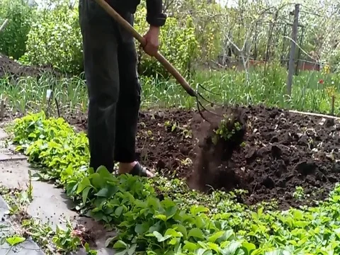 Man digs the earth Stock Footage 76200078