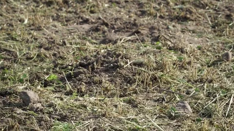A man digs a garden with a cultivator Stock Footage 79674878