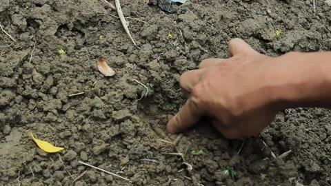 A man digs the ground and plants string beans or Yardlong bean Video stock 197644493