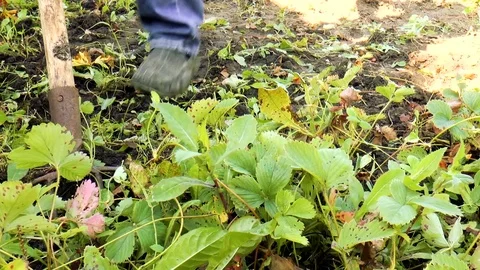 Man digs the ground with pitchforks Stock Footage 79849933