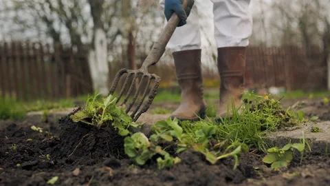 Man digs pitchforts with plants Stock Footage 196801763