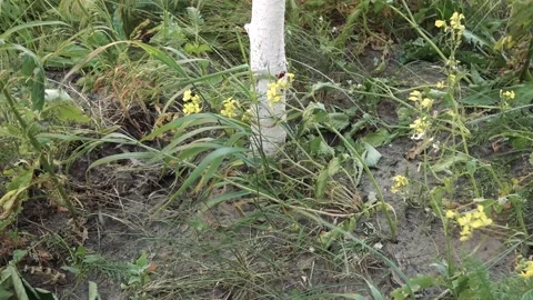 Man digs a tree with a rake in his garden Stock Footage 134771595