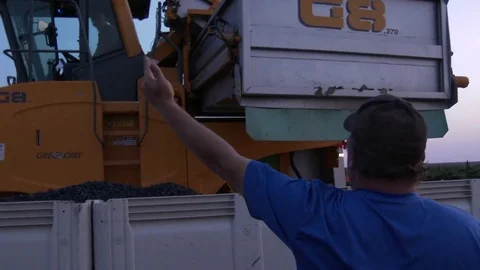 Man directs grape harvester to unloading site, 4K. Stock Footage 79823235