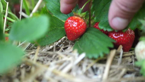 Man discovering strawberries on the field Stock Footage 157003007