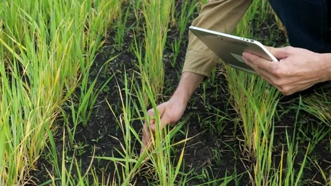 Man discovers poor harvest problem and makes notes on tablet Stock Footage 201231679