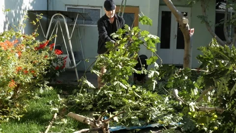 A man is disposing of the cut branches of a fig tree. Stock Footage 164537070