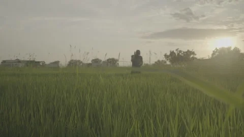 Man in the distance sorting through crops Stockbeeldmateriaal 251839885