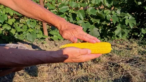 Man distributing salt on a boiled ear of corn. Stock Footage 341533641