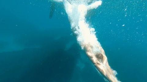 A Man Dive Underwater in the Blue Waters of the Mediterranean Sea Stock Footage 111908181