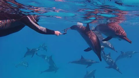 Man diver capturing group of beautiful dolphins swimming near to him Stock Photos