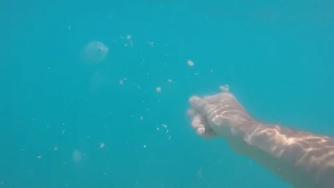 Man Diver Explorer Panoramic Scene Feeding Fishes in a Turquoise Exotic Undersea Stock-Footage 77064648