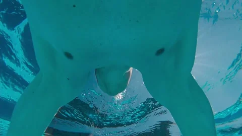 Man Dives Body Mount Stock Footage 158106647