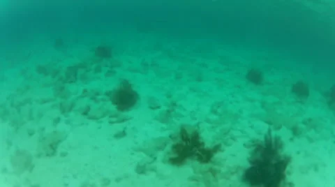 Man dives down while snorkling Video stock 42687693