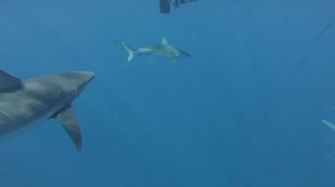 Man dives into shark cage in the deep ocean Stock Footage 53212320