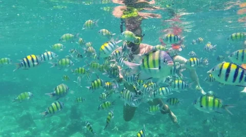 Man diving in coral reef and feding fish. Underwater scene. Stock-Footage 41336083