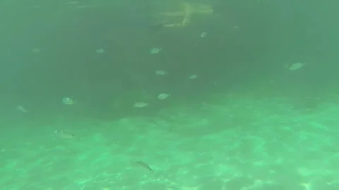 Man diving in coral reef. Stock Footage 94660427