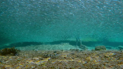Man diving from shore into water disperse Silversides school and Lizardfish Stock Footage 329077457