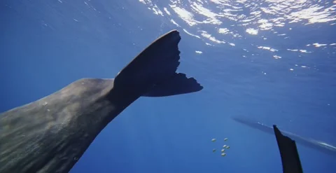 Man diving with sperm whale underwater in Indian Ocean Wild life nature mammal Stock Footage 247378588