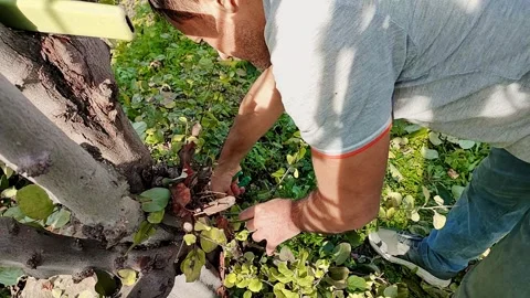 Man does hygienic croning of branches in garden using garden pliers, cleaning Stock Footage 253337780