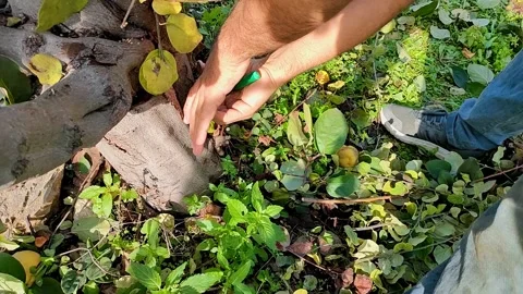 Man does hygienic pruning of branches in garden using garden pruner, cleaning Vídeo Stock 252152061