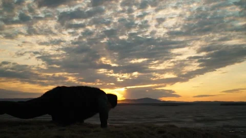 A man does push-ups on the shore of a lake at sunset. Vídeo Stock 337563148