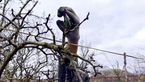 Man does seasonal pruning of trees in the garden trees Stock Footage 172253617