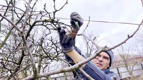 Man does seasonal pruning of trees in the garden trees Stock Footage 172253728