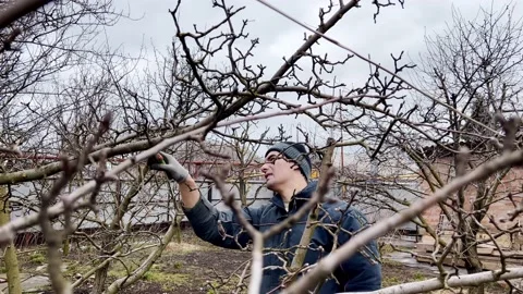 Man does seasonal pruning of trees in the garden trees Stock Footage 172253792