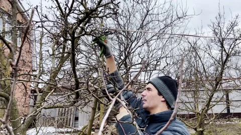 Man does seasonal pruning of trees in the garden trees Stock Footage 172253851