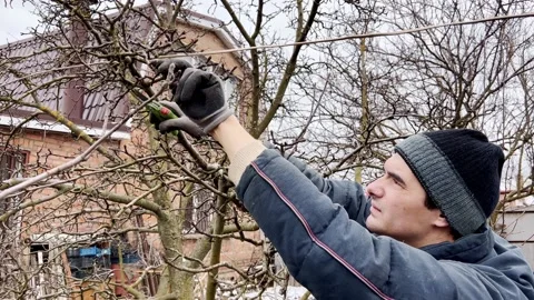 Man does seasonal pruning of trees in the garden trees Stock Footage 172253961