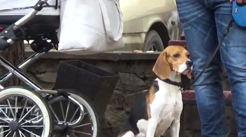 The man with the dog. Stock Footage 54539363