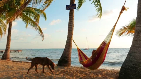 Man With a Dog in a Hammock Stock Footage 73985194
